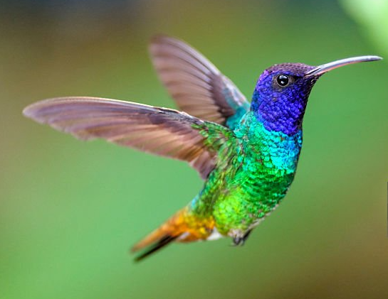 Hummingbirds serve as inspiration for Nimble Risk Management because of their nimble superpowers.