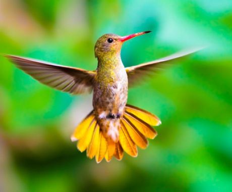 Yellow Hummingbird represents Nimble Risk