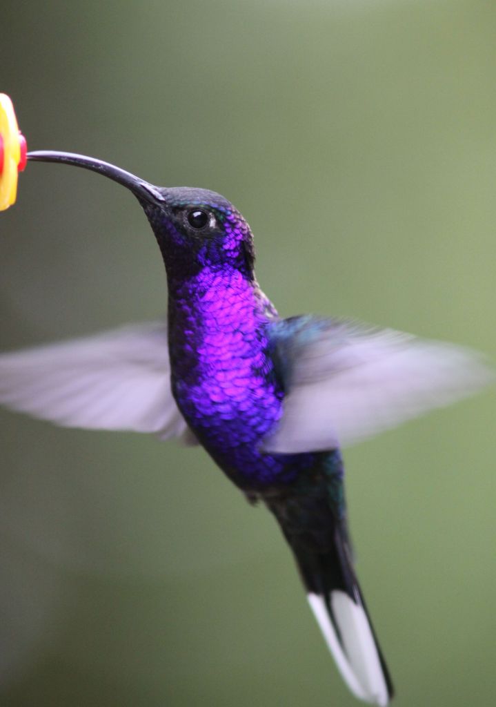 Purple Hummingbird represents Nimble Business Planning.