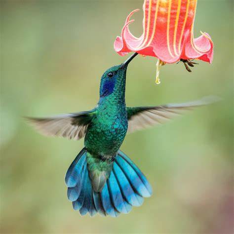 The Teal Hummingbird represents Nimble Governance