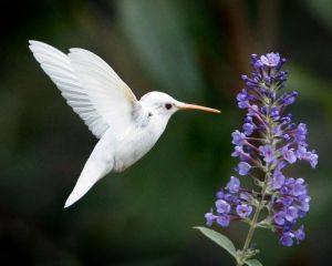White Hummingbird representing NRM's Nimble Effects.